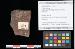 Foto (Objekt + Etikett) von Graminea ? sp.  (NHMW-GEO-2024-0188-0391)